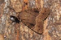 Amphipyra berbera