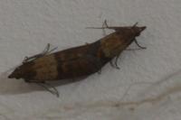 Plodia interpunctella