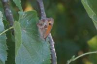 Pyronia tithonus