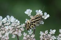 Emmelia trabealis