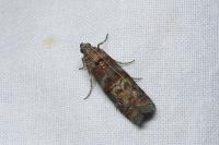 Phycita roborella