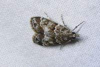 Eudonia mercurella