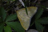 Sitochroa verticalis