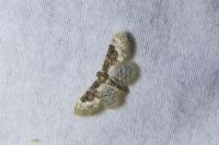 Idaea rusticata