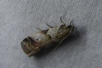Acrobasis fallouella