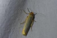 Manulea complana