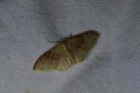 Idaea degeneraria