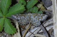 Scopula tessellaria