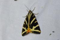 Euplagia quadripunctaria