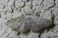Idaea seriata