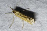 Ancylolomia tentaculella