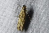 Homoeosoma sinuella