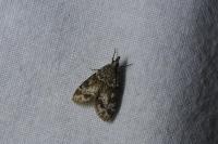 Eudonia mercurella