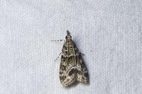 Eudonia mercurella