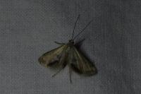 Cataclysta lemnata