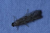 Pempeliella ornatella