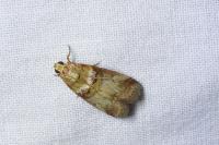 Acrobasis tumidana