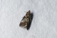 Acrobasis suavella