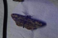 Peribatodes rhomboidaria