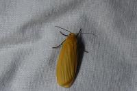 Wittia sororcula