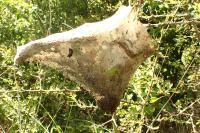Eriogaster lanestris