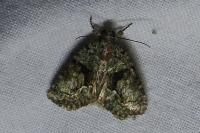Cryphia algae