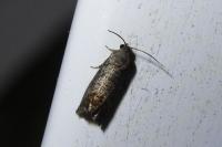 Cydia pomonella