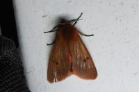 Phragmatobia fuliginosa