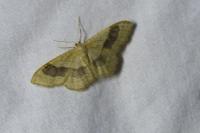 Idaea aversata