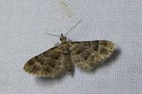 Gymnoscelis rufifasciata