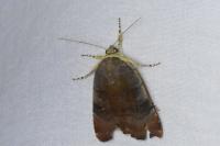 Noctua janthe/janthina