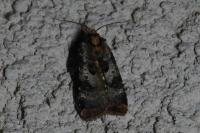 Epilecta linogrisea