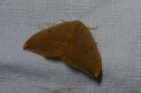 Watsonalla binaria