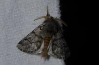 Thaumetopoea pityocampa