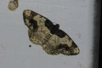 Ligdia adustata