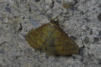 Ostrinia nubilalis