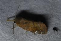 Cosmia pyralina