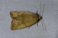 Cosmia trapezina
