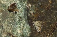 Lycaena tityrus