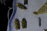 Emmelia trabealis
