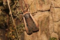 Ochropleura leucogaster