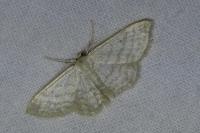 Idaea subsericeata