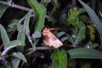 Selenia lunularia