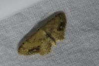 Idaea dimidiata