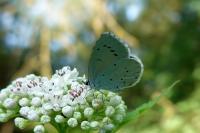 Celastrina argiolus