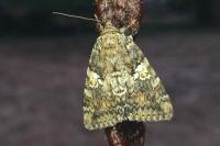 Catocala sponsa