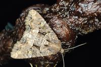 Mesapamea secalella/secalis
