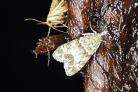 Eudonia mercurella