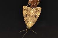 Amphipyra berbera/pyramidea