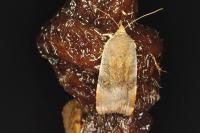 Noctua janthe/janthina